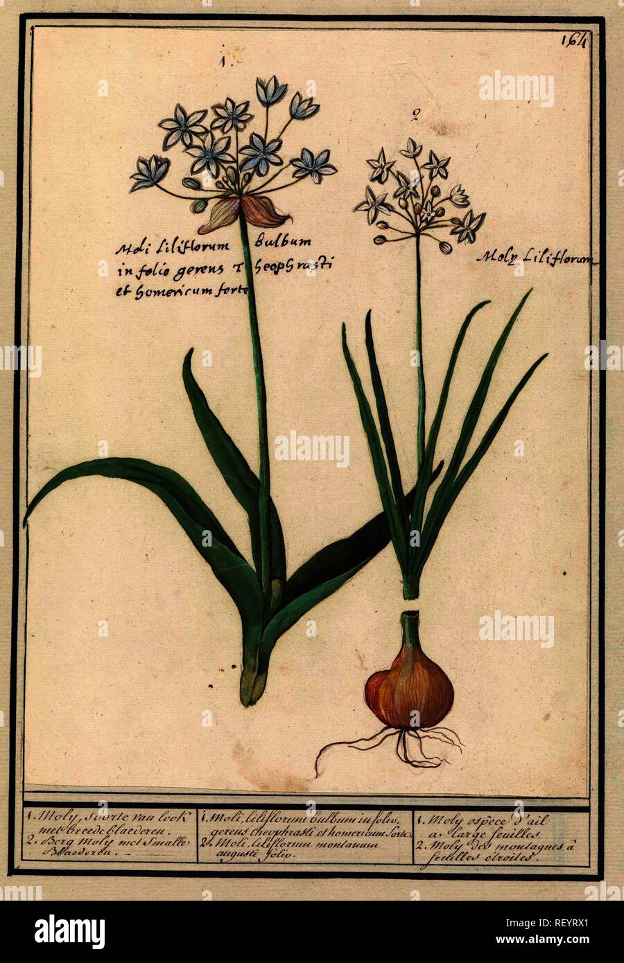 Daslook (Allium ursinum). 1. Moly, soorte van look met breede blaederen. 2. Berg moly met smalle Blaederen. / 1. Moli liliforum bulbum in folio. gereus cheophrasti et homericum Sorte. 2. Moli liliforum montanum augusti folio. / 1. Moly espèce d'ail a large feuilles 2. Moly des montagnes à feuilles etroites (title on object). Draughtsman: Anselmus Boëtius de Boodt. Draughtsman: Elias Verhulst. Dating: 1596 - 1610. Place: Praag. Measurements: h 247 mm × w 181 mm. Museum: Rijksmuseum, Amsterdam. Stock Photo