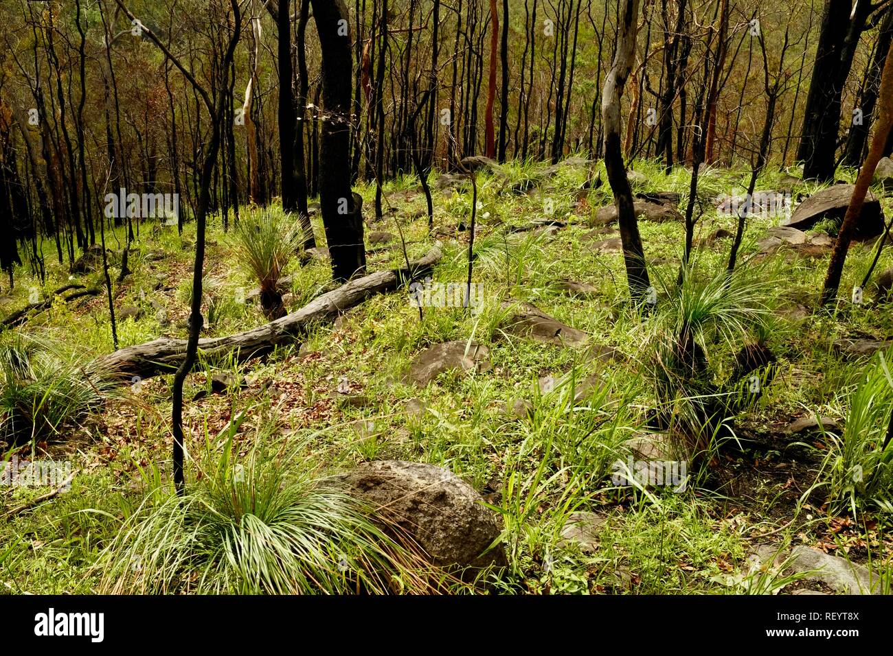 Regrowth of a eucalyptus forest after a fire, Mia Mia State Forest, Queensland, Australia Stock Photo