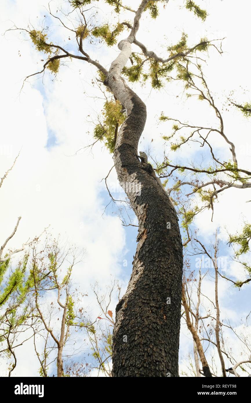 A goanna up a eucalyptus tree regrowing after a fire, Mia Mia State Forest, Queensland, Australia Stock Photo