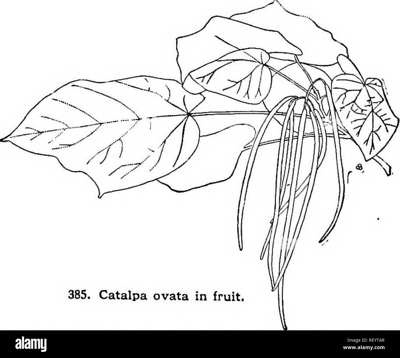 . Cyclopedia of American horticulture, comprising suggestions for cultivation of horticultural plants, descriptions of the species of fruits, vegetables, flowers, and ornamental plants sold in the United States and Canada, together with geographical and biographical sketches. Gardening. 384. Catalpa speciosa. Natural size.^ A. Fls. white, with two yellow stripes inside, and spotted purplish brown. bignonioldes, Walt. {G. syringifdlia, Sims). Tree, 20-50 ft.: Ivs. often whorled, cordate-ovate, abruptly acuminate, sometimes with 2 lateral lobes, pubescent beneath, 5-8 in. long, of unpleasant odo Stock Photo