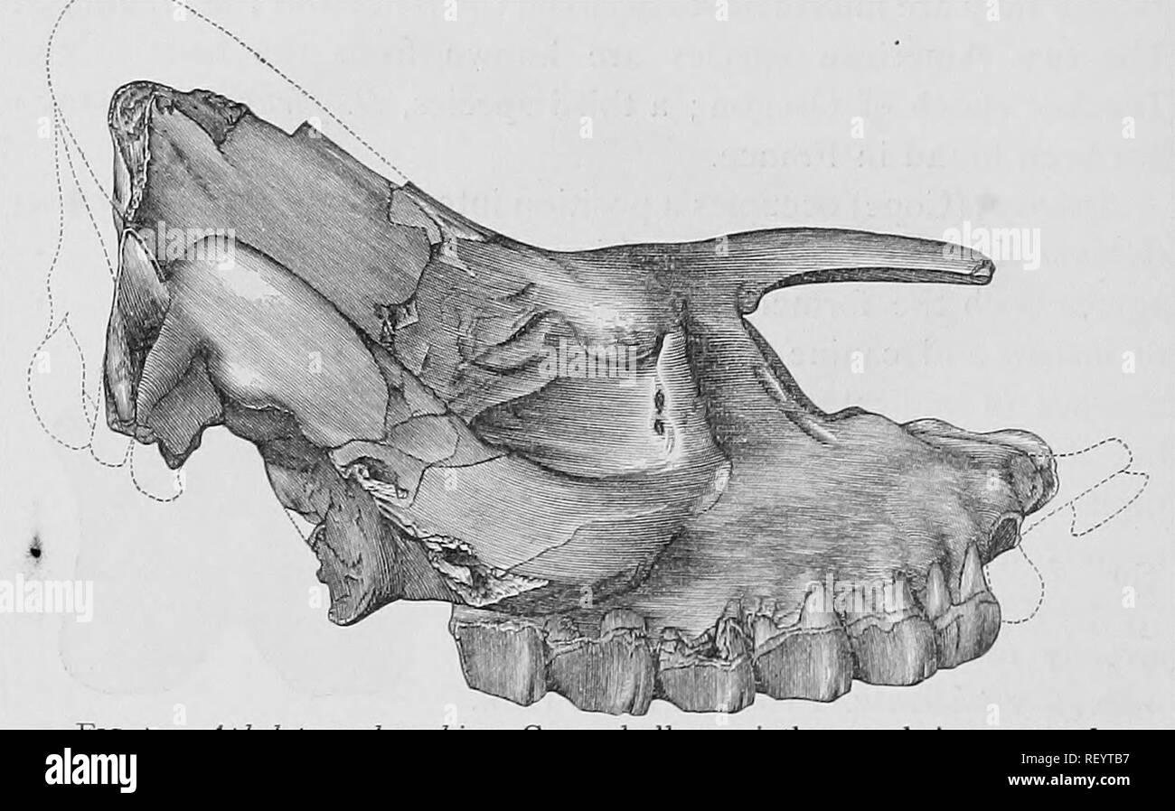 . Cope papers, 1871-[1897. Zoology; Paleontology. yyii Extinct American Rhinoceroses and their Allies. [December, so also. Of the many mandibular symphyses from the Loup Fork formation which I have seen, none lack the canines and incisor teeth, so that it is probable that this character belonged to the two species above mentioned. A fifth species, the A. nieridianus Leidy, I have provisionally referred here, on account of the similar character of the mandibular dentition; but its nasal bones and feet are unknown. Still another species, the A. jemezanus Cope, has been referred here, but on no o Stock Photo