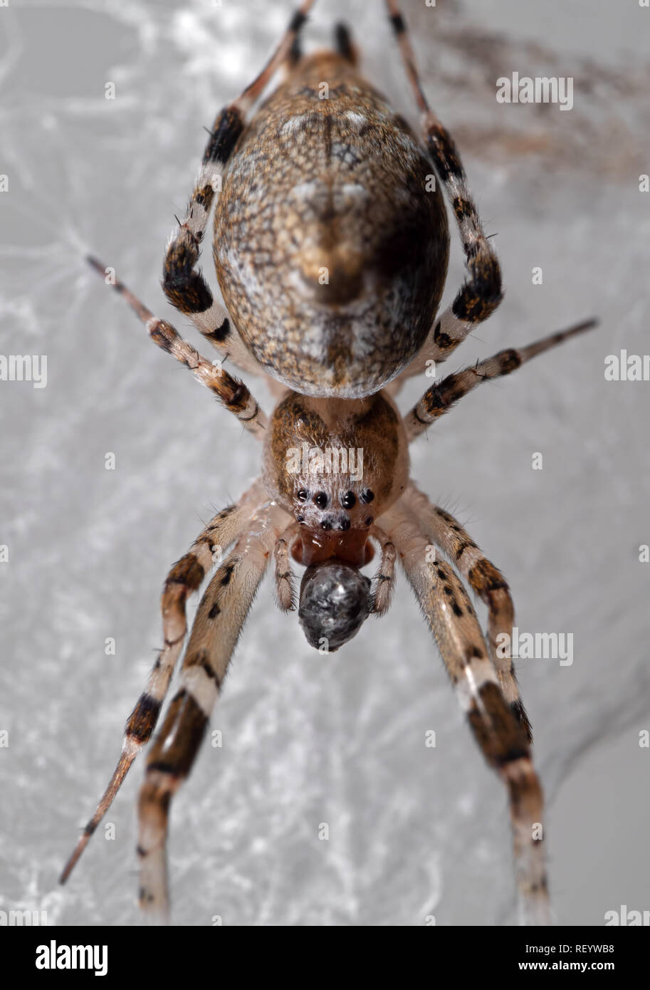 Macro Photography of Spider with Prey are on the Web Stock Photo - Alamy