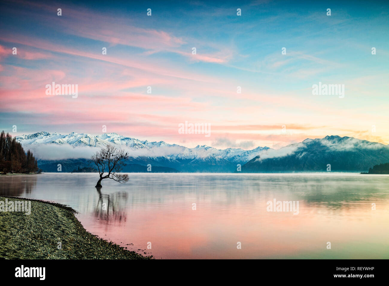 Winter at Lake Wanaka, Otago, New Zealand, with birds roosting in the single tree and mist rising from the water. Stock Photo