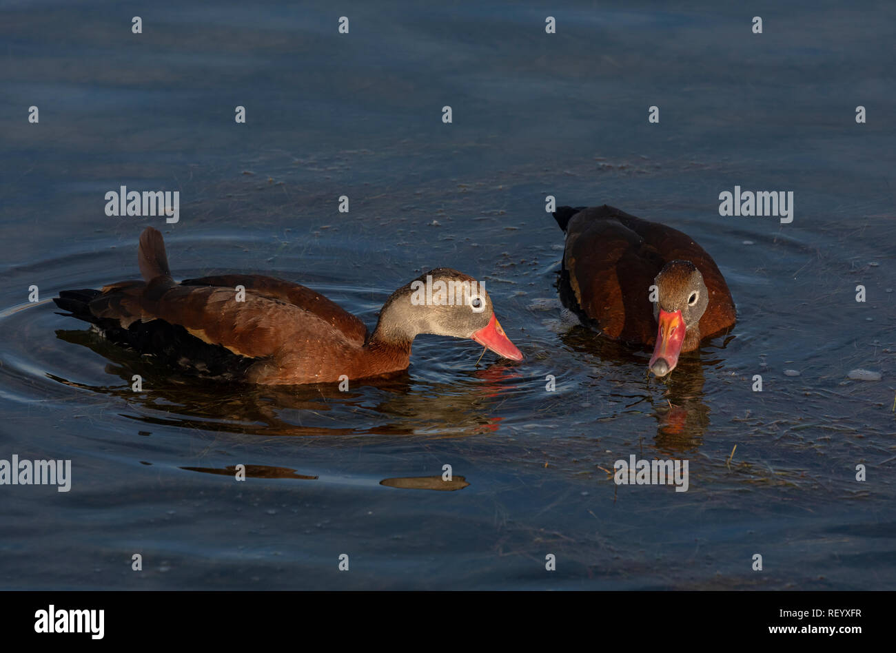 Pair of Black-bellied whistling duck, Dendrocygna autumnalis, feeding on coastal lagoon, south Texas. Stock Photo