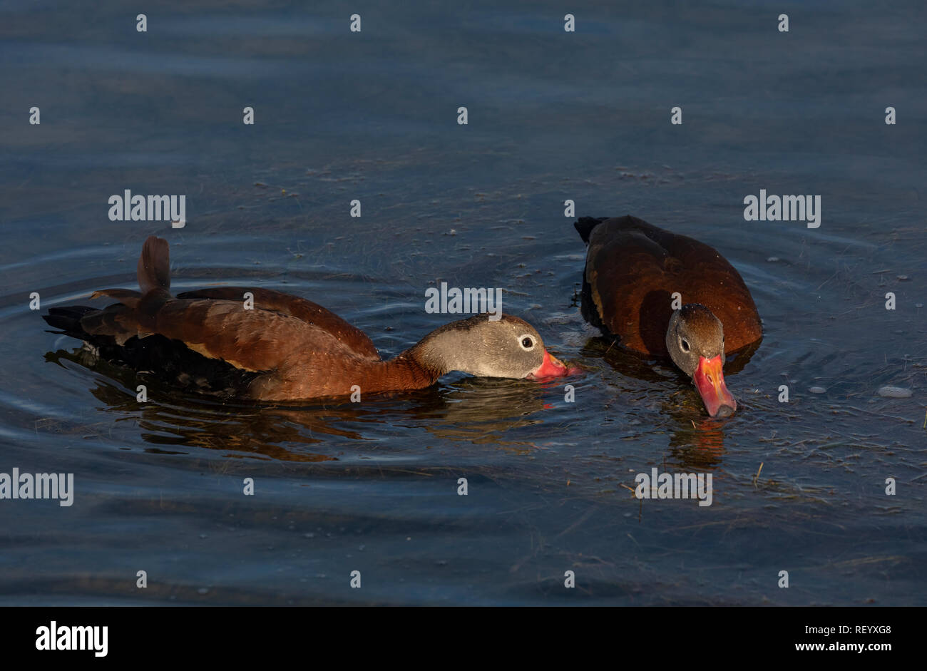 Pair of Black-bellied whistling duck, Dendrocygna autumnalis, feeding on coastal lagoon, south Texas. Stock Photo