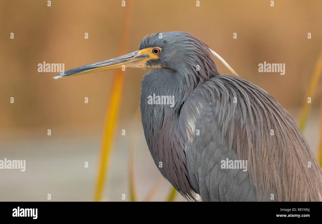 Tricolored heron, Egretta tricolor, roosting in reed-bed, Texas. Stock Photo