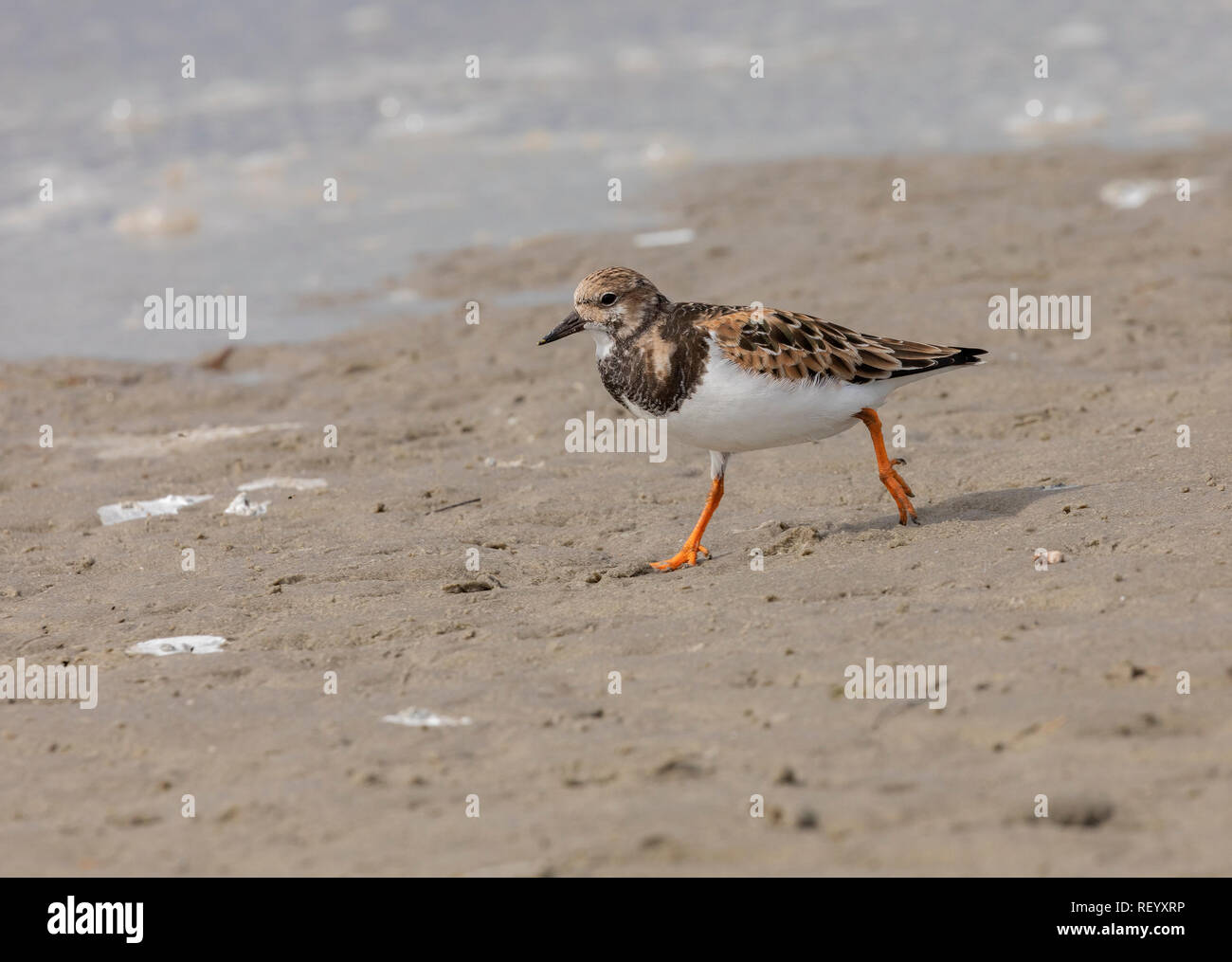 Turnstone, Arenaria interpres, feeding on beach, in winter plumage. Stock Photo
