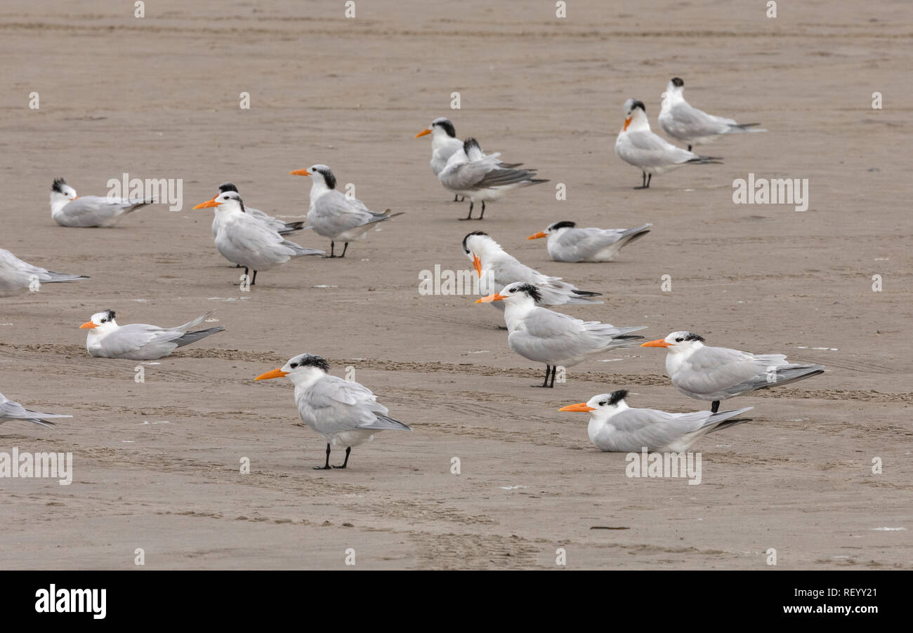 Royal tern, Thalasseus maximus flock roosting on beach in winter plumage, Texas coast. Stock Photo