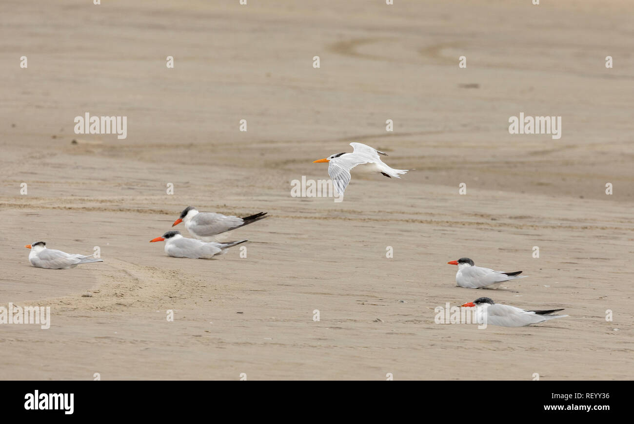 Royal tern, Thalasseus maximus in flight over Caspian Tern  flock roosting on beach in winter plumage, Texas coast. Stock Photo