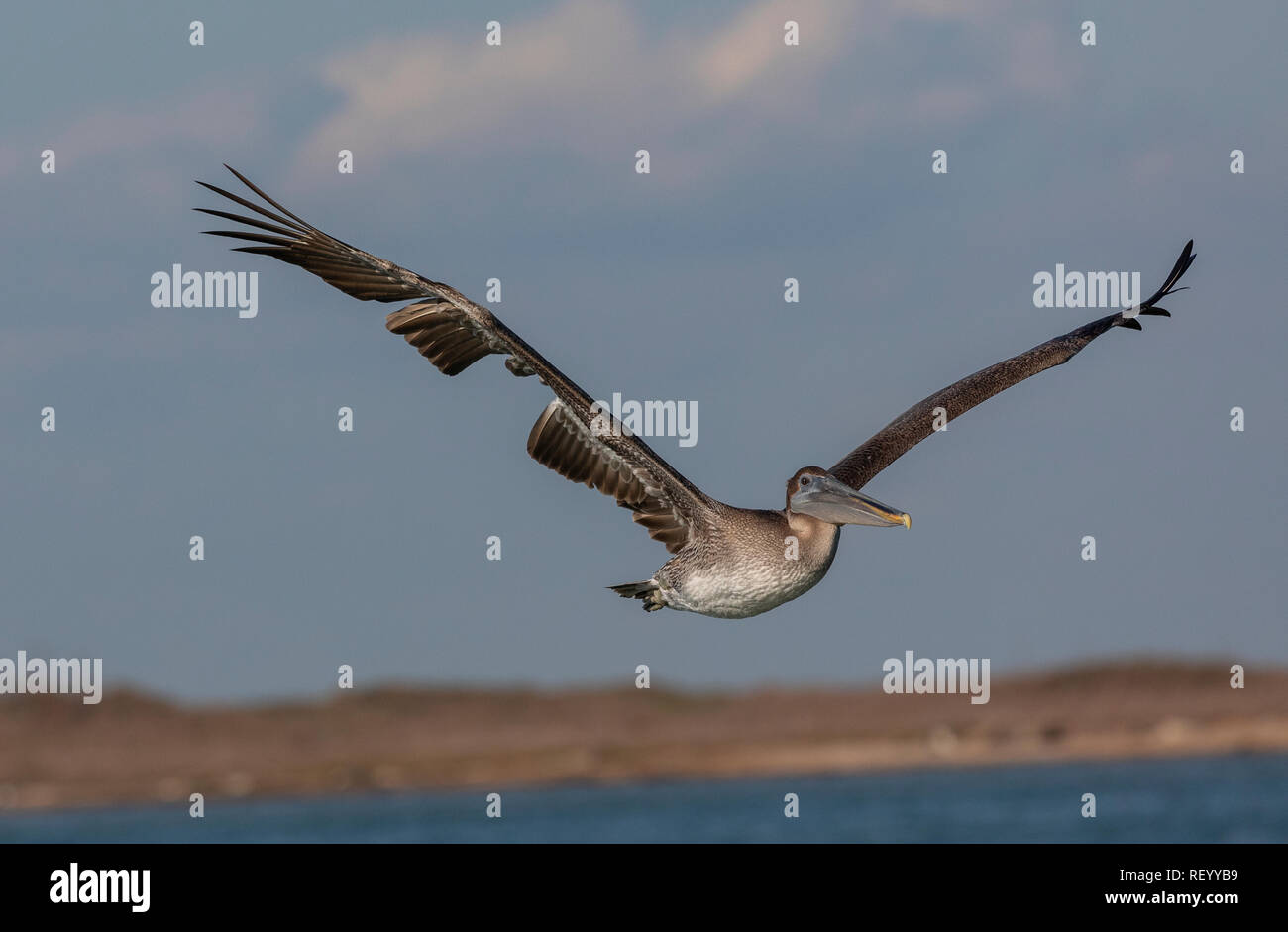 Brown pelican, Pelecanus occidentalis, in flight, Texas coast. Stock Photo