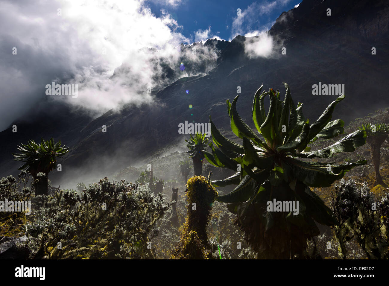 On day 6 of the Kilembe Route, after summiting Mount Stanley, hikers descend to lower elevaiton in Rwenzori National Park, Uganda past pretty scenery. Stock Photo