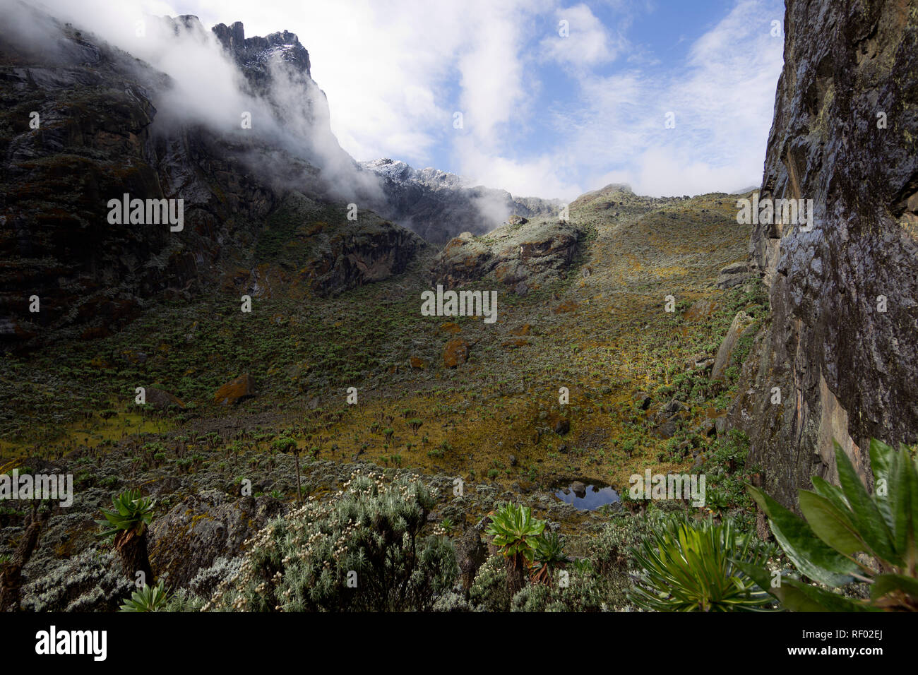 On day 6 of the Kilembe Route, after summiting Mount Stanley, hikers descend to lower elevaiton in Rwenzori National Park, Uganda past pretty scenery Stock Photo