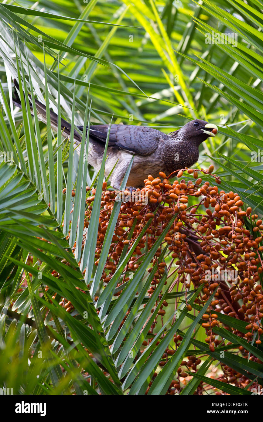 Feeding on palm fruit hires stock photography and images Alamy