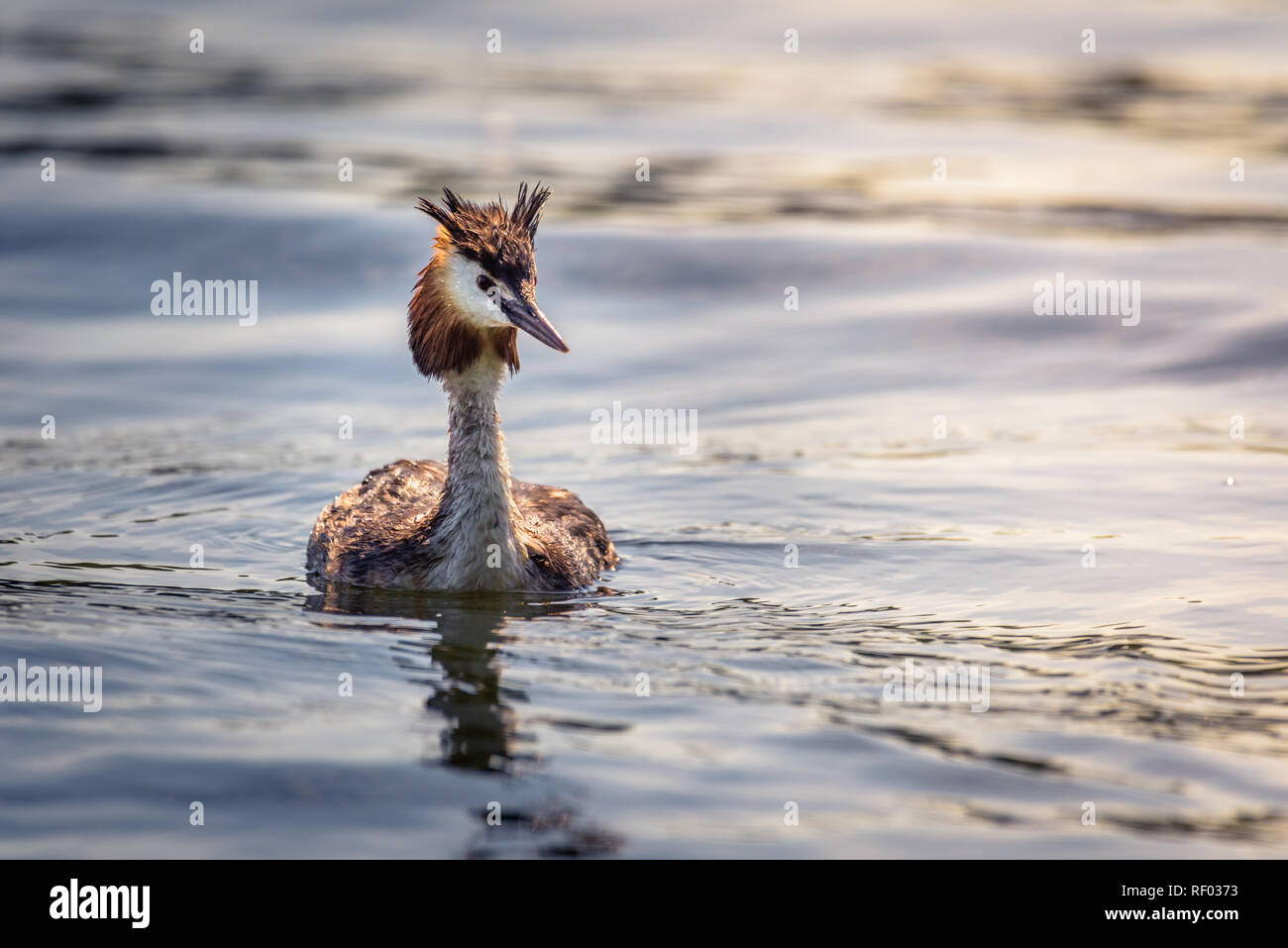A great crested grebe (podiceps cristatus) is swimming on the water surface, looking interested and still wet from the last dive. Stock Photo