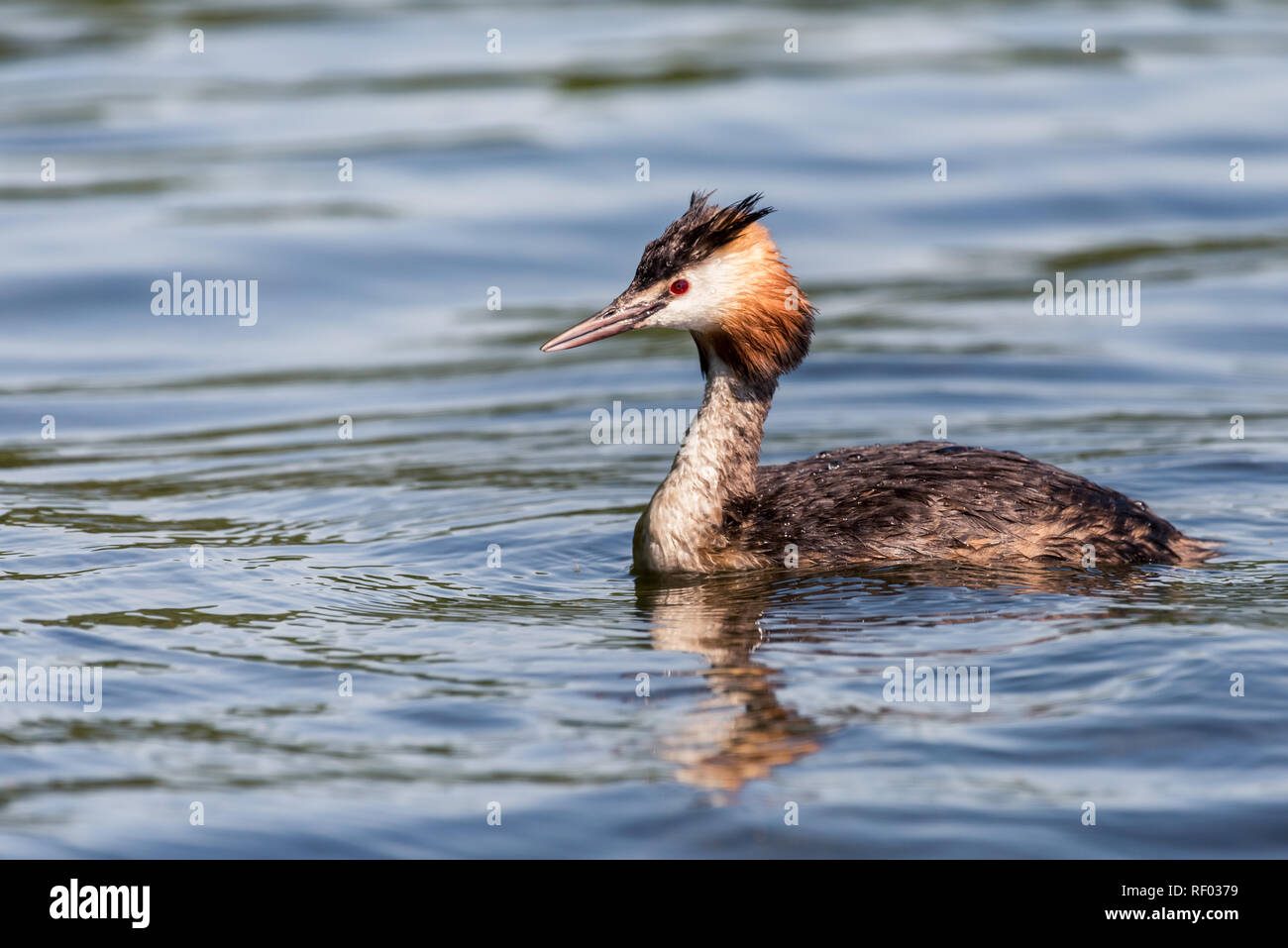 A great crested grebe (podiceps cristatus) is swimming on a lake. Stock Photo