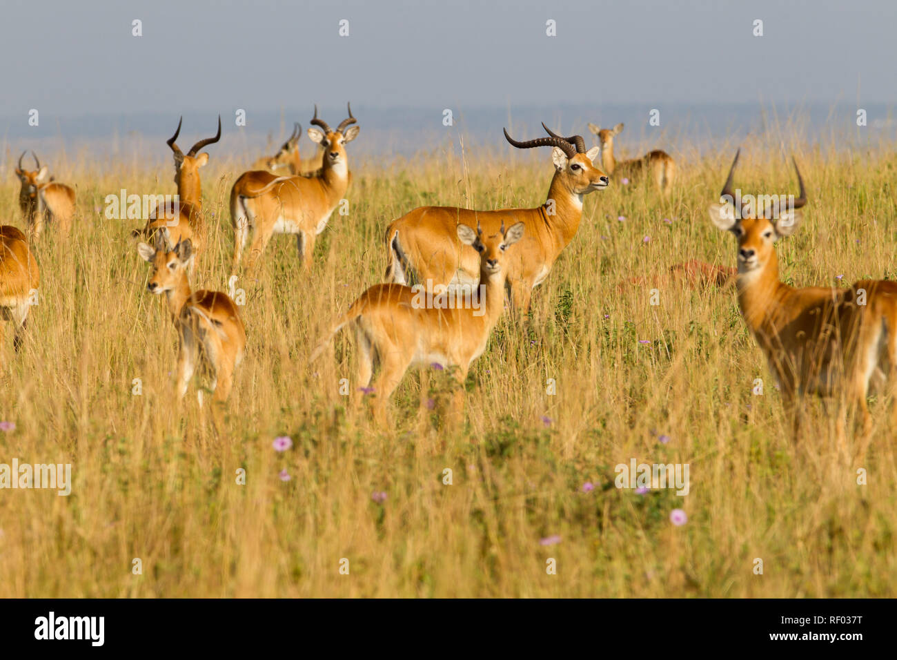 Murchison Falls National Park, Uganda, protects an important population of Uganda kob, Kobus kob thomasi. Stock Photo