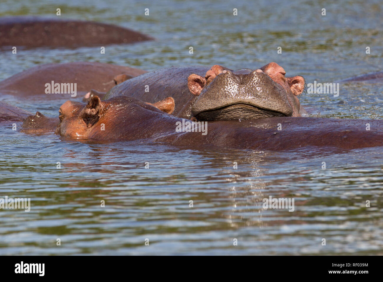 A pod of hippopotamuses bask in the sun in the Nile River, Murchison Falls National Park, Uganda. Stock Photo