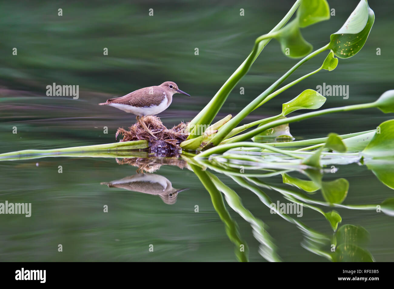 This Common Sandpiper, Actitis hypoleucos, is hitching a ride down the