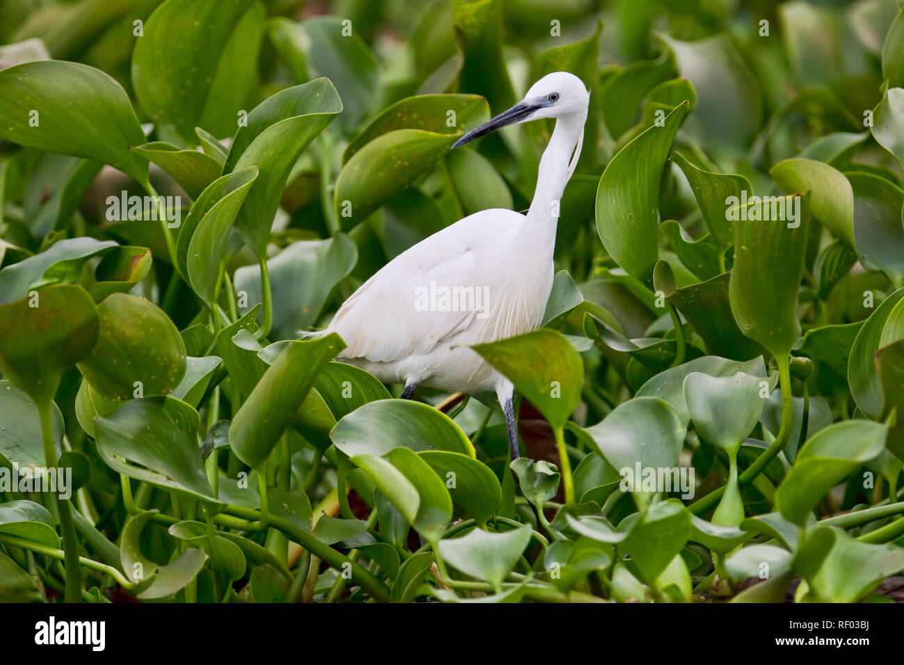 Water hyacinth, an invasive species, clogs up Nile waterways, but here it makes for a beautiful backdrop for a Little Egret, Egretta garzetta Stock Photo