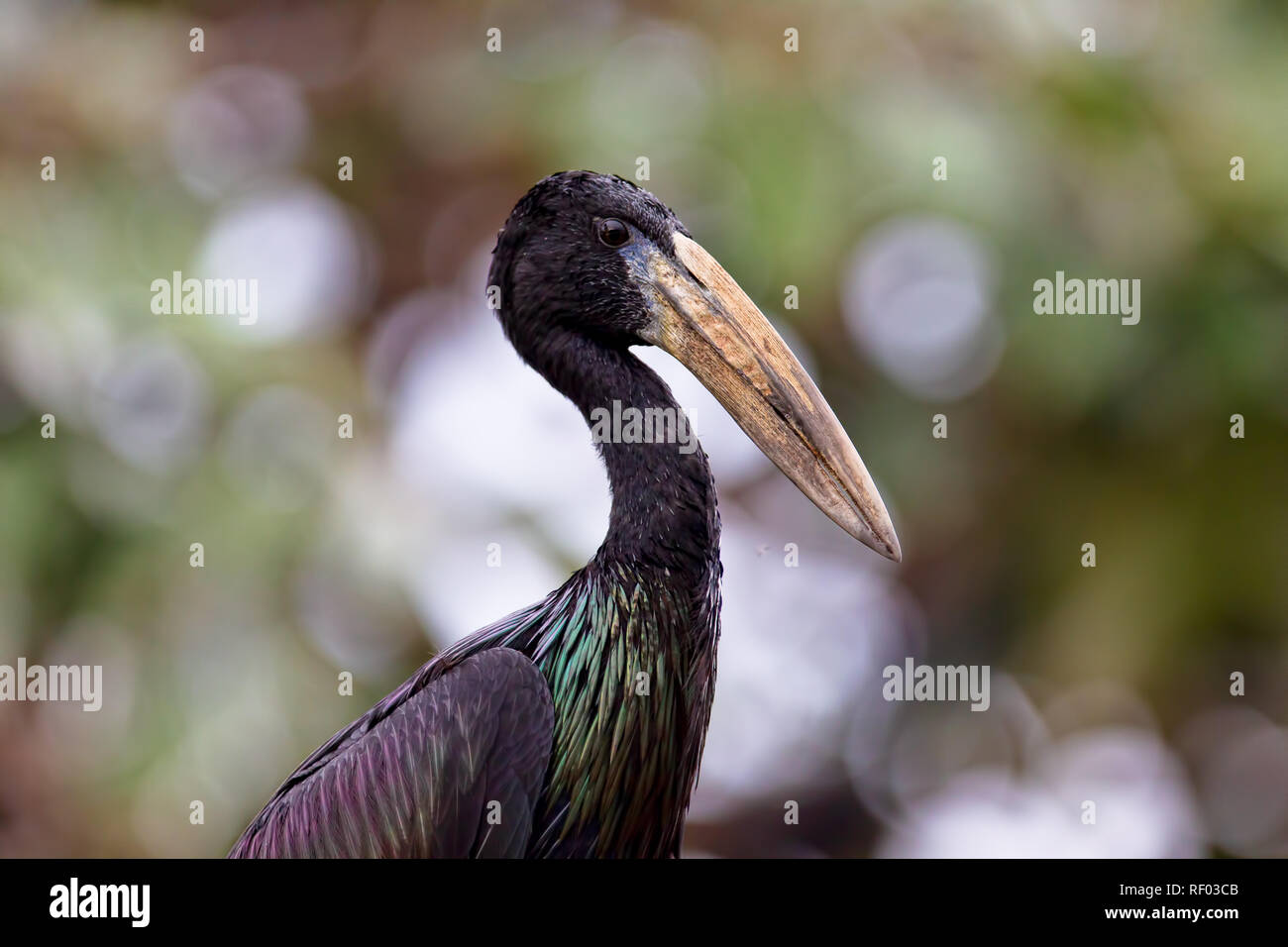 An African Openbill, Anastomus lamelligerus perches for a portrait on  the Nile River in Jinja, Uganda. Stock Photo