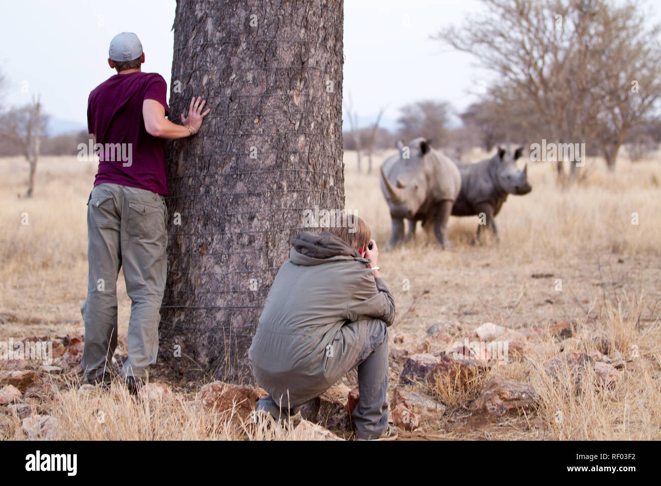 White rhinocerous, Ceratotherium simum, have poor eyesight but a good sense of smell. These young men on a walking safari take cover behind a tree Stock Photo