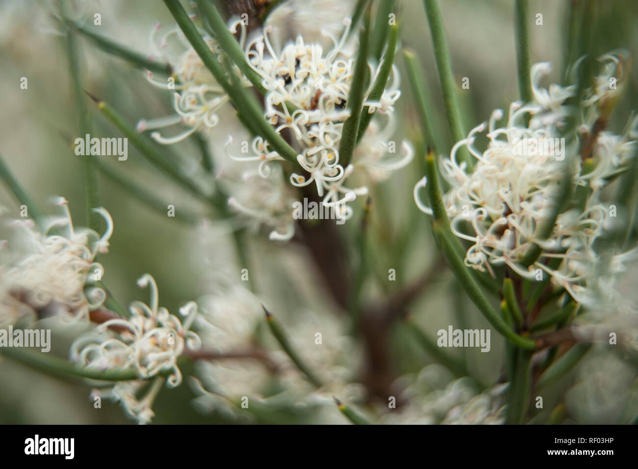 Wildflowers of the Victorian High Country, Australian Alps, Victoria, Australia Stock Photo