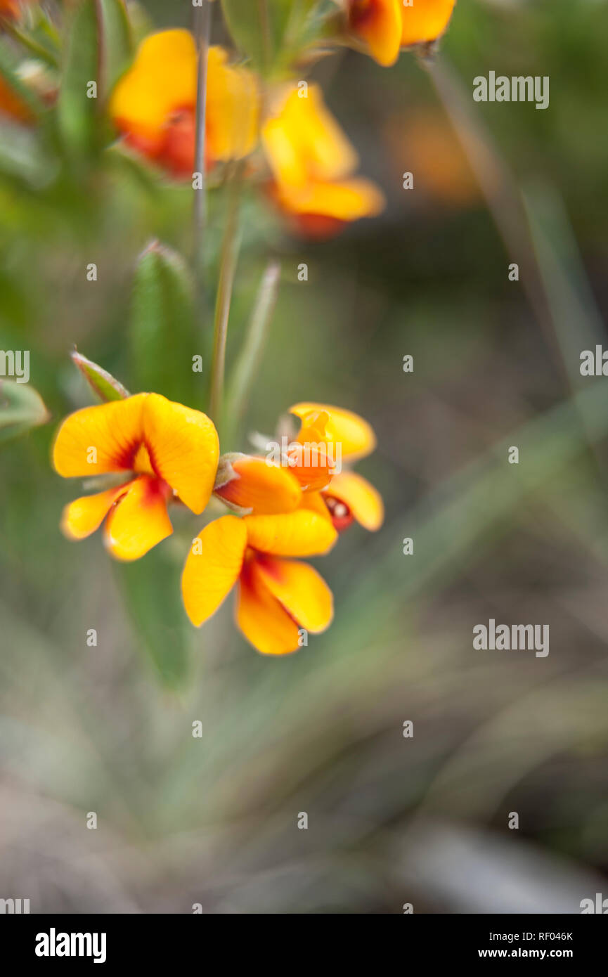 Wildflowers of the Victorian High Country, Australian Alps, Victoria, Australia Stock Photo