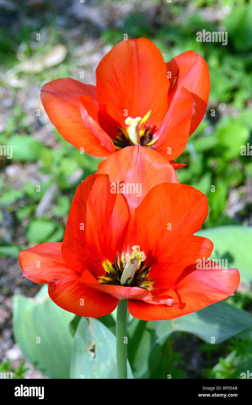 Tulip, Tulpen, tulipán, Tulipa sp. Stock Photo