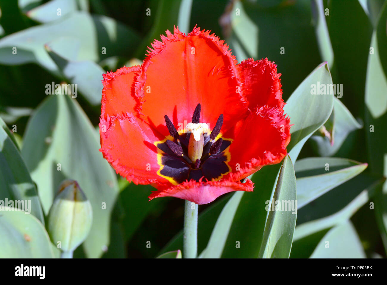 Tulip, Tulpen, tulipán, Tulipa sp. Stock Photo