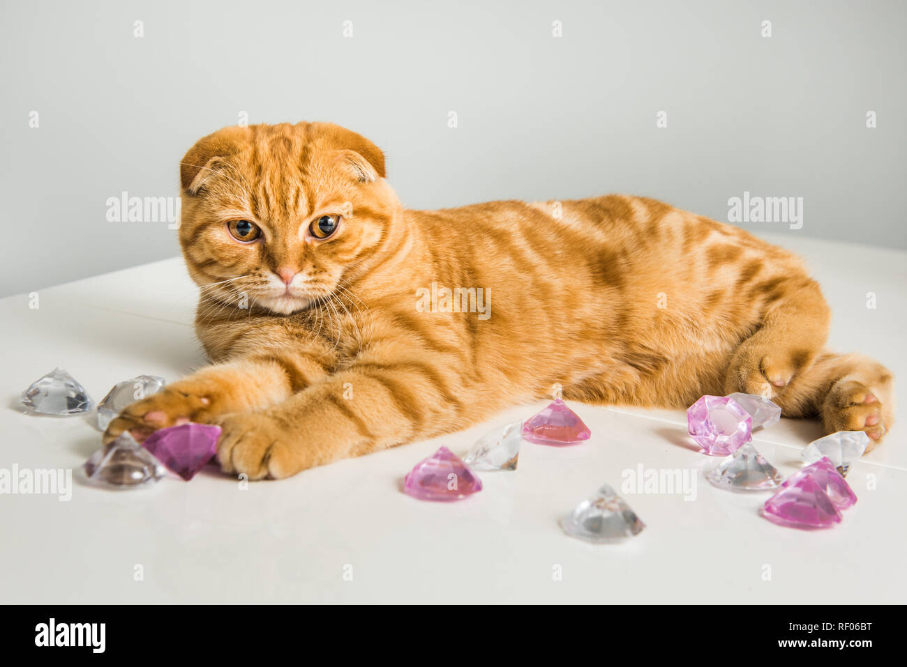 Шотландская Вислоухая Кошка Купить В Уфе