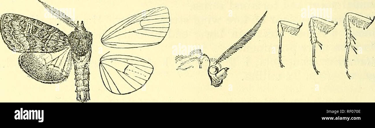 . Catalogue of the Lepidoptera Phalaenae in the British Museum. Moths; Lepidoptera. 514 KOCTTJIB.E. and with some black suffusion below it; orbicular oblique elliptical, with oblique black striga from costa above it; reniform narrow, creamy white, with the centre dcfiued by red-brown ; an indistinct waved medial line wdth the area beyond it suffused with black; the. Fig. 88.âKi/ssocne7nis ohcsa, (^. . postmedial line dentate, bent outwards below costa, excurved to vein 4, then strongly incurved ; the subterminal line ochreouÂ«!, with black suffusion on its inner side, angled outwards at vein  Stock Photo