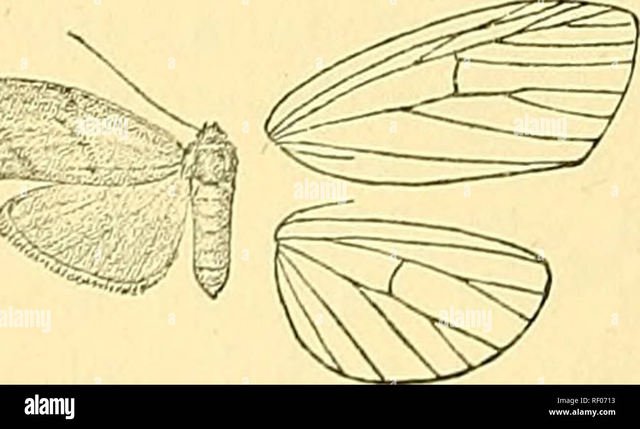 . Catalogue of the Lepidoptera Phalaenae in the British Museum. Moths; Lepidoptera. Fig. 64.—Mithuna fuscivena, (^. f. Hah. Ceylon {Pole), 3 c?, 4 5, type; Borneo, Pulo Laut (DoJiertij), 1 c? , 1 2 . Kvjj. 16 millim. Sect. II. Fore wing with vein 6 froai long below angle of cell; antennse of male with bristles and cilia. A. Fore wing with vein 7 from before 10. 236. Mithuna quadriplaga. Mithuna qriadriphiga, Moore, P. Z. S. 1878, p. 21 ; Hmpsn. Moths Ind. ii. p. 86; Kirby, Cat. Het. p. 332. (5 . Head and tegulse orange-yellow ; palpi and thorax fuscous brown; antennse brown; abdomen grey-brown Stock Photo
