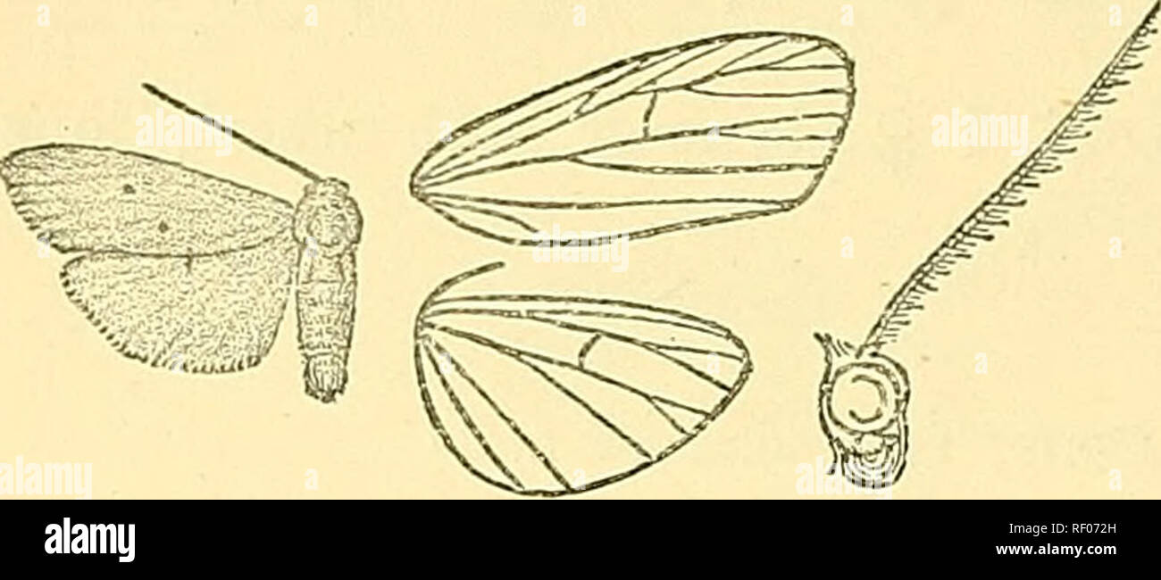 . Catalogue of the Lepidoptera Phalaenae in the British Museum. Moths; Lepidoptera. 118 AECTIAD^.. Fig. 59.—Lexis hifunctigera, S • 222. Lexis bipunctigera. LWiosia hi'piincfigera, Wllgrn. Wien. Ent. Mon. iv. p. 45 (1860); Kirby, Cat. Het. p. 359. Setina quadrinotata, Wlk. xxxi. 237 (1864). Orange - yelloAV ; palpi black at tips; end of femora and the greater part of tibia3 and tarsi black. Fore wing with obliquelj^ placed black spots in end of cell and in submedian fold. Hind wing yellower. In the male vein 6 of fore wing is stalked with 7, 8, 9; 10 free. Hah. Be. E. Ajfkica, Maungu lukubwa ( Stock Photo