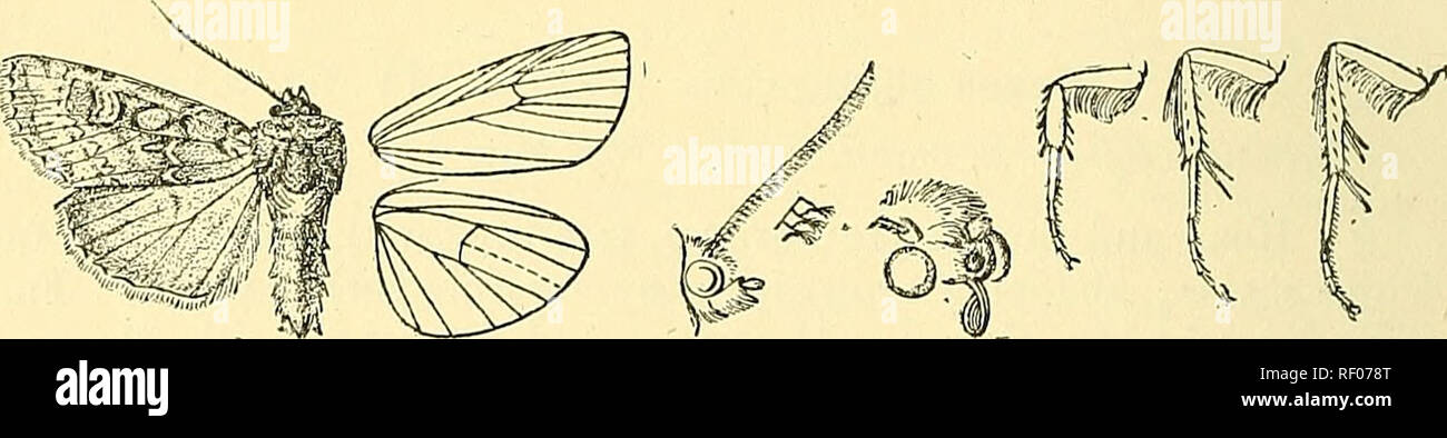 . Catalogue of the Lepidoptera Phalaenae in the British Museum. Moths; Lepidoptera. 256 NOCIUID^. irrorated with fuscous, â a promineut discoidal lunule and strong postmedial line. Hah. U.S.A., Dakota, Washington, Pullman, Oregon, Corvallis, 1 $ . Exjj. 3(j millim. 450. Euxoa messoria. Agrotis messo7&quot;ia, Harris, Eep. Ins. Mass. p. 324 (1841); Smith, Cat. Noct. K. Am. p. 96. Agrotis spissa, Giien. Noct. i. p. 261 (1852). Mamestra insulsa, Wlk. ix. 234 (185()). Mamestra inextricata, Wlk. sxxii. 658 (1865). Mamestra indirecta, Wlk. xxxii. 659 (1865). Mamestra dispMciens, Wlk. xxxii. 660 (186 Stock Photo