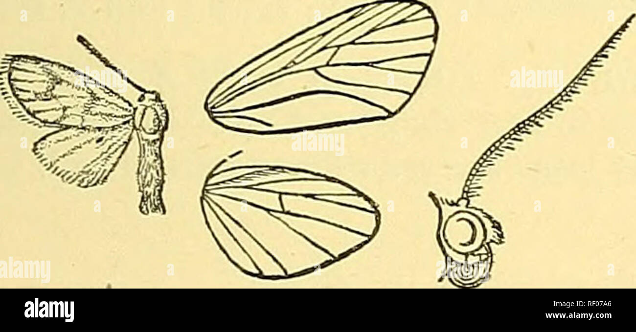 . Catalogue of the Lepidoptera Phalaenae in the British Museum. Moths; Lepidoptera. THRE^^OSIA. LAMBDLA. 97 wing with the costa blackish towards base; a very broad terminal fuscous band occupying more than one-third of wing, not reaching - costa and with its upper edge concave. Hah. N. S. Wales, Bathurst, type t c5" in Coll. Meyrick. Exj). 34 millim. Genus GSAPHOSIA, nov. Type, G. hilineata. Probosds fully developed ; palpi porrect, not reaching as far as frons, which has a tuft of hair; antenna with bristles and ciUa; tibias with the spurs moderate; abdomen clothed with rough hair. Fore Stock Photo