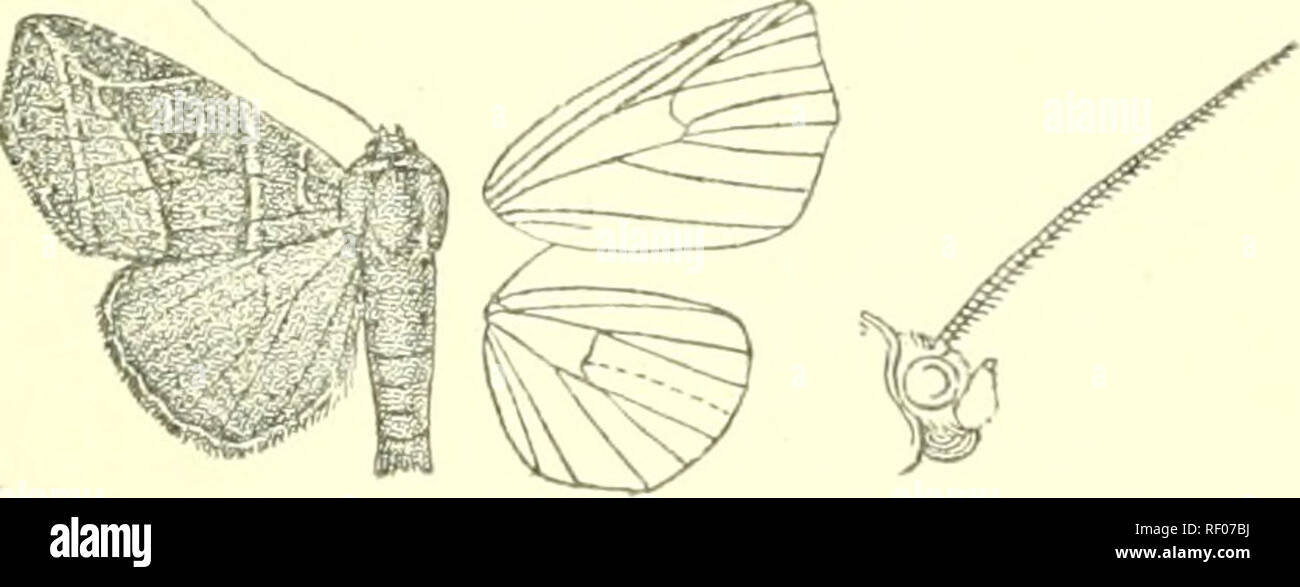 . Catalogue of Lepidoptera Phalaenae in the British Museum. Moths. ADDENDA AXI) COIIKIG lONDA. 529 Pao-e loS. Genus GONELYDNA, nov. Type, G. acutangida. Proboscis fully developed ; palpi uptui-ned, the 2rid joint reaching about to vertex of head and moderately scaled, the 3rd short; frons smooth ; eyes large, round ; anteunce of male ciliated ; thorax clothed almost entirely with scales and without crests ; tibiie slightly fringed with liair ; abdomen without crests. Fore wing broad, the termen slightly excised from apex to vein 4 where it is angled, then, oblique ; veins 3 and 5 from near ang Stock Photo
