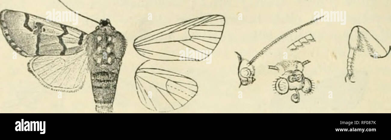 . Catalogue of Lepidoptera Phalaenae in the British Museum. Supplement. Moths. 454 NocTUiDj':. round base of aiitcnnjp, and on back of head orange; thorax grey, the base of teguhc and patagia white ; pro-, mesn-, and metathorax with paired yellow spots; pectus and legs black, the latter banded with orange; abdomen fuscous with orange bands, the hair at base grey or whilisli. Pore wing grey ; the costal area and cell whitish to near apex, before the auteraedial line extending to vein 1 ; the lines strong, black; subbasal and antemedial lines sinuous, the former from costa to vein 1, the latter  Stock Photo