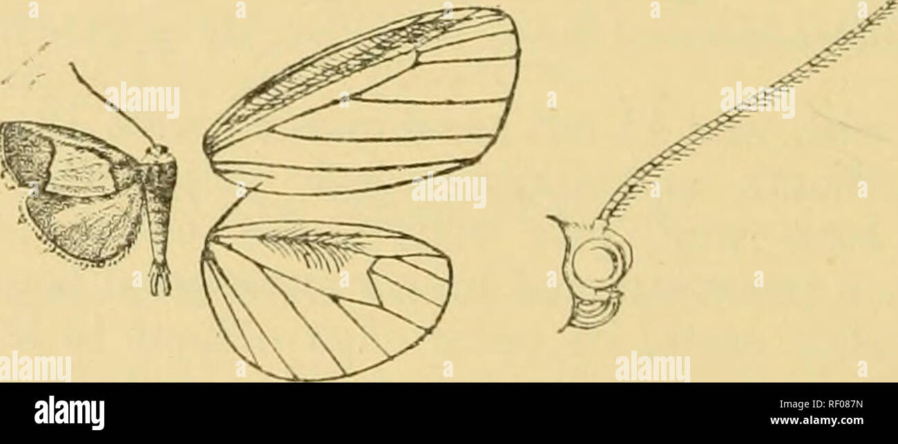 . Catalogue of the Lepidoptera Phalænæ in the British museum. Moths. Fig. 270.—Chlorogenia pallid/imaculata, J1. -J-. brown; hind wing with the costa and apical part of termen dark brown. Hob. Br. N. Guinea, Mambare E., Biagi {Meek), typef 6 in Coll. Rothschild. Mxp. 18 milhm. Genus CHRYSOMESIA. Type. Chrysomesia, Hmpsn. A. M. N. H. (7) xi. p. 350 (1903) barbicostata. Proboscis fully developed ; palpi porreet, extending-as far as frons ; antenna? of male ciliated ; tibia3 with the spurs moderate. Fore wing- with the cell very long and narrow ; vein 2 from well before middle of cell; 3 from jus Stock Photo