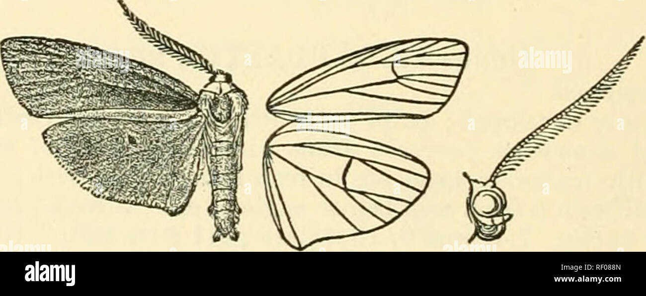 . Catalogue of Lepidoptera Phalaenae in the British Museum. Moths. Fig. 228.—Faraplastis hampsoni, (^, . (From Moths Ind. vol. ii.) beyond end of cell from costa to vein 1, angled at median nervure,then oblique. Hind wing with the rough scales on terminal area orange. § . Abdomen orange above. Hah. NiLGiEi PLATEAU 6000 ft. {Hampson, Lindsay), 1 c?, 4 $ , type ; Shevaeoy Hills {Morris), 1 S . Kvp. 54 millim. Genus ILEMODES. Eemodes, Hmpsn. Ann. S. Afr. Mus. ii. p. 53 (1900) Type. heterogyna. Proboscis fully developed ; palpi porrect to just beyond the frons ; antennas of male bipectinate, of f Stock Photo