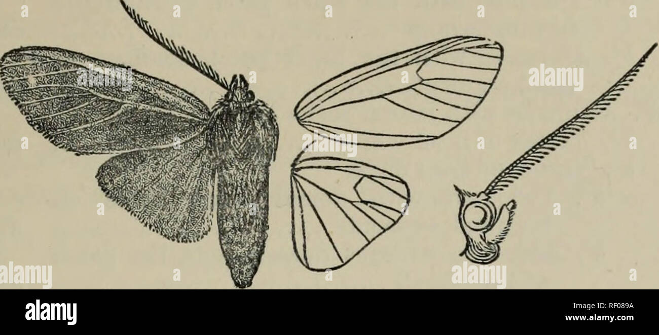 . Catalogue of the Lepidoptera Phalænæ in the British Museum. British Museum (Natural History). Dept. of Zoology; Moths; Lepidoptera. ELYsms. 107 1377. Elysius pallidicosta. Onyfhcs pallidlcosta, Wlk. iii. 749 (1855); Kirby, Cat. Het. p. 206. S. Head olive-brown ; palpi and antennae dark brown ; thorax olive and dark brown; coxae orange fulvous; abdomen dark brown, lateral stripes and the ventral surface except extremity white. Fore. Fig. 80.—Elysius pallidicosta, (^. . wing dark brown, the costa pale with reddish brown below it; the median nervure and inner margin streaked with reddish brown Stock Photo