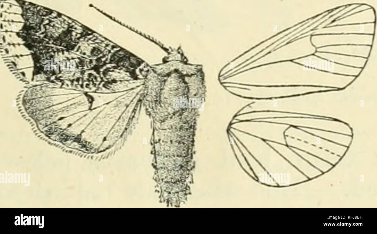 . Catalogue of Lepidoptera Phalaenae in the British Museum. Supplement. Moths. 437 Sect. I. AnteuniB of male bipectinate, witli short branches to near apex, 1775. Sideridis limbata. Apamca limhata, Bull. A.M. N. H. (5) iv. p. 360 (1879). Head aud thorax grey tinged with brown, the crests on thorax tipped with black; tarsi banded with black; abdomen brownish grey irrorated with black. Fore wing ochreous white striated with brown and irrorated with black, the areas between subbasal and antemedial lines down to submedian fold and between postmcdial and subterminal lines except towards inner margi Stock Photo