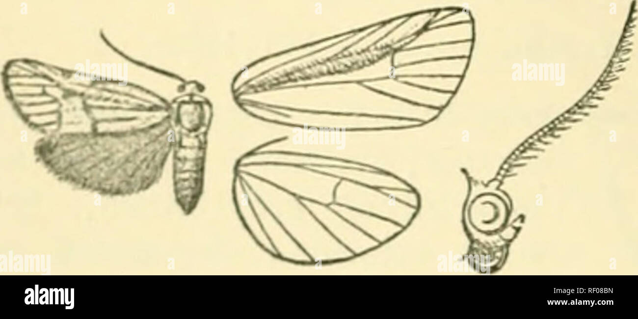 . Catalogue of Lepidoptera Phalaenae in the British Museum. Moths. [i{2 AKCTIAD.E. *762. Lamprostola molybdipera. (Plate XXVJII. fig. 16.) Lamprof4oUi molyhdipmi, tJcliuiis, J. &gt;&quot;. Y. Ent. Soc. vii. p. 216 (189'J). 9 . Head and tliorax deep black ; abdomen fuscous black. Fore vinj; dt'i'i* black, the veins streaked witb metallic leaden blue ; the apical area sutiused witli leaden grey-blue between veins 11 and 3. Iliiid wing fuscous black. Ihil,. Mkxico, Jalapa (&lt;SV/«ajs), 1 ? typet in Coll. Schaus. Exp. 2U millim. 7. Amazons, Espiritu Santo, 1 (S type; Peru, 1 $ in Coll. Schaus. E Stock Photo