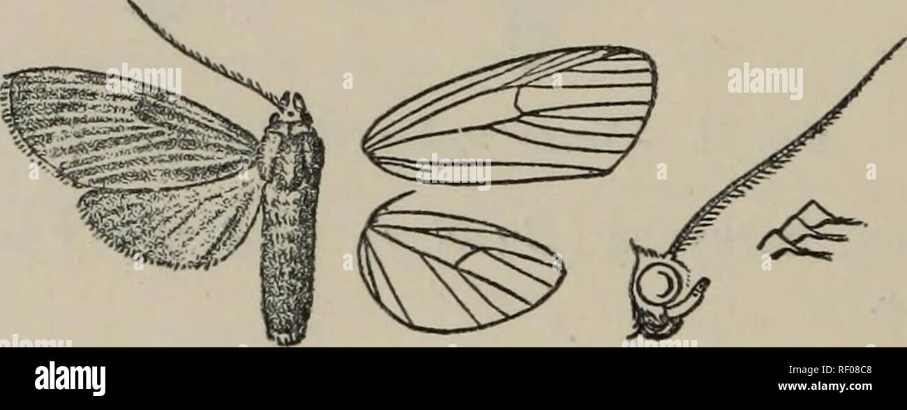 . Catalogue of the Lepidoptera Phalænæ in the British Museum. British Museum (Natural History). Dept. of Zoology; Moths; Lepidoptera. 98 AKCTIADiE. Tein 2 from towards angle of cell, 3 from close to an^le ; 4, 5 from angle; () from upper angle ; 7, 8, 9 stalked ; 10, 11 stalked. Hind wing with veins 3 and 5 from angle of cell, 4 absent; 6, 7 from upper angle; 8 from middle of cell. 1361. Dialeucias pallidistriata, u. sp. (5. Pale brown ; palpi orange; the 3rd joint black ; vertex of head with two orange spots; coxae orange; abdomen dorsally tinged with fuscous, the extremity and ventral surfac Stock Photo
