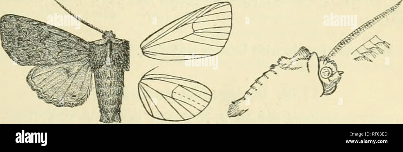 . Catalogue of Lepidoptera Phalaenae in the British Museum. Supplement. Moths. PEEIGRAPHA. 407 *1730. Perigrapha pectinata. (Plate LXXXIX. fig. 32.) T(sniocan7pa pectinata, Smth,l^r. U.S. Nat. Mus. x. p. 475(1887); id. Cat. Noct. N. Am. p. 204. * &lt;5. Head and thorax ochreons-grey and brown ; abdomen rufous irrorated with black, the ventral surface pale. Fore wing brownish grey irrorated with black; subbasal and autemedial lines, claviform and orbicular obsolete ; an indistinct medial line oblique from costa to lower angle of cell, then sinuous ; reniform represented by a curved reddish-och Stock Photo