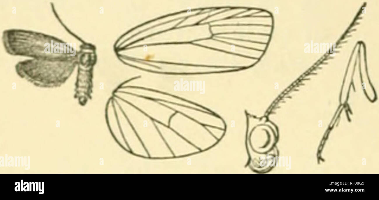 . Catalogue of Lepidoptera Phalaenae in the British Museum. Moths. 354 ARCTIADJE. win? black-brown â with n ]inr])lish tiiipe ; a yellow fascia on inner nuupin not (|uite reacliiii}^ tornus. Hind wing crimson, with ter- minal broad black-brown band ending before tornus, and with its inner edpc anj^led at vein 2. Ab. 1. The streaks on head, tegiiloD, edges of patagia, and legs yellow; liind wing with the terminal band narrower.âTeru, Bolivia. Hab. iUiA'/Ah, Castro Parana (Jones), type f in Coll. Scbaus; Perv, Vilcan (Garlejij'), 1 6; Bolivia, Songo. E^^^. IG millim. 7-J6. Odozana domiua. Talara Stock Photo