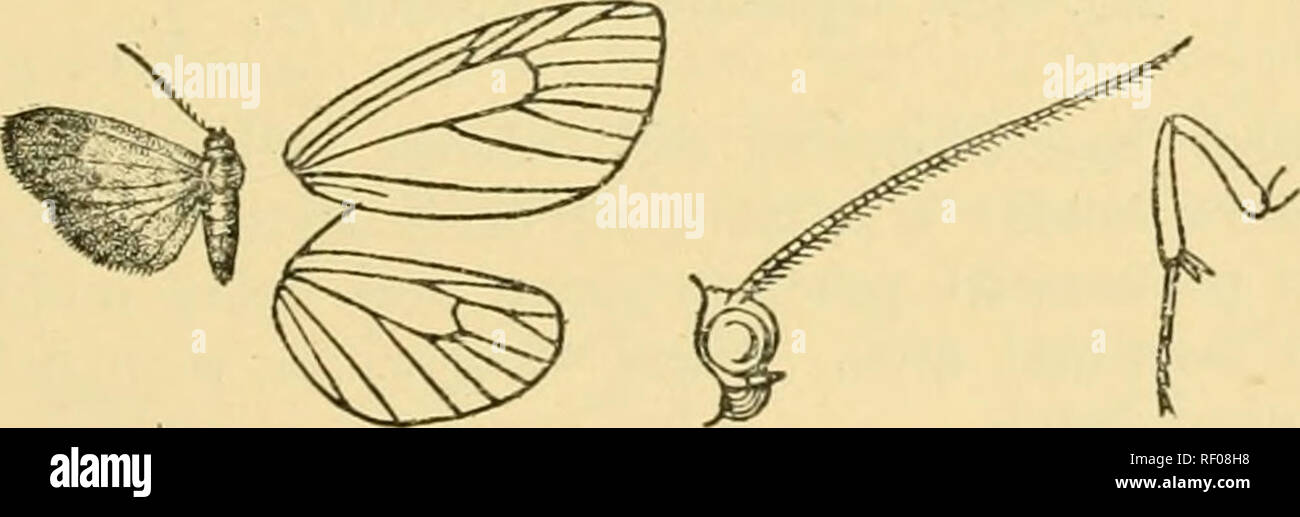. Catalogue of the Lepidoptera Phalænæ in the British museum. Moths. Fig. 246.—Tricholepis unicolor, J . . ventral surface of abdomen orange-yellow, the fore tibiae and mid and hind tibia? at extremity fuscous above. Hab. Amboina (Doherty), type f cS in Coll. Rothschild. Exp. 20 millim. *S97 a. Tricholepis bicolorata. Miltochrista bicolorata, Pag. Zoologica, xii. 29. p. 62, pi. ii. f. 25 (1900). Antennae of male ciliated ; wings rather smoothly scaled. cj . Orange-yellow ; antenna? fuscous ; fore tibiae and tarsi above mostly black; mid tibia? with blackish streak above towards extremity. For Stock Photo