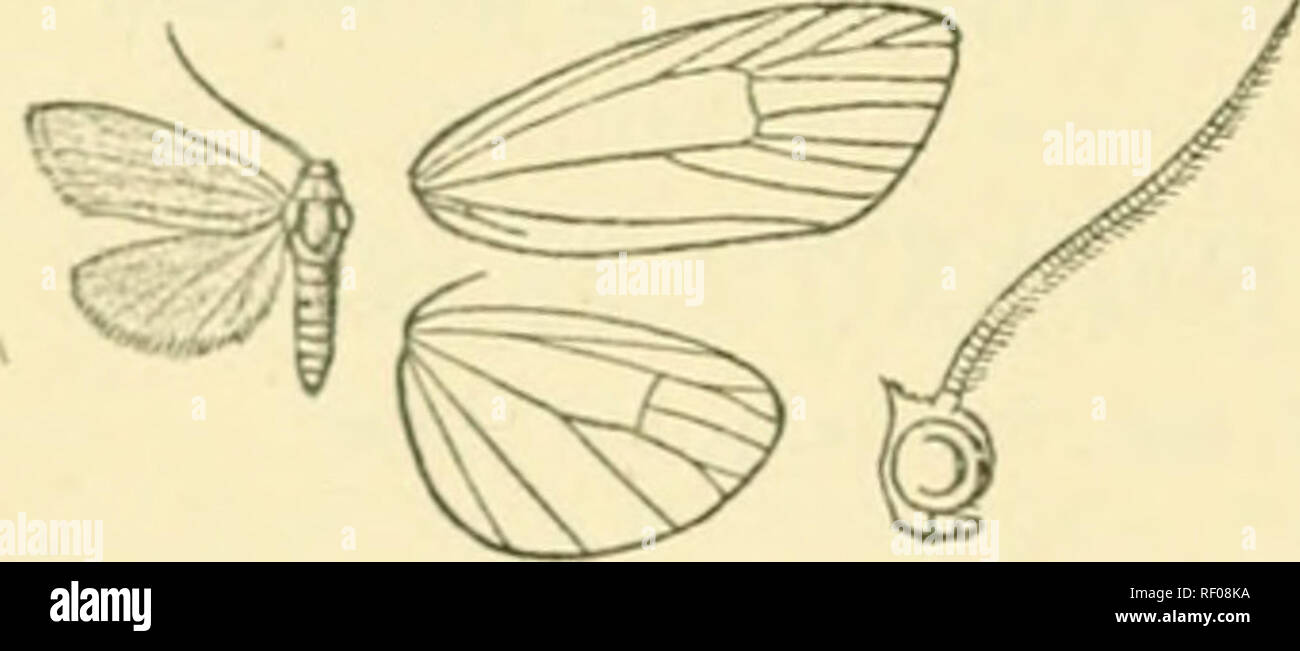 . Catalogue of Lepidoptera Phalaenae in the British Museum. Moths. 348 ABCXIAD^;. interspaces of basal half, in end of cell, and in interspaces of terminal area. Jlind wing pale brown. U(il&gt;. 15KAZ1L, .&quot;Siio i'uulo, 1 2 t}pet in Coll. Schaus. E.cp. iiS uaillim. 7;Ji Thyone tiucta, n. sp. (I'latc XXVIII. fig. 5.) $. White; frons, logs, and abdomen tinged witli fuscous; antennie ringed with black. Fore wing with the costa black towards base ; the inner area and underside tinged with fuscous. Jlab. lioLivLv, Chaco (^Garlq'p), 1 $ type. Exj). 20 miliim. 7^3. Tliyone melanocera. (Plate XXV Stock Photo