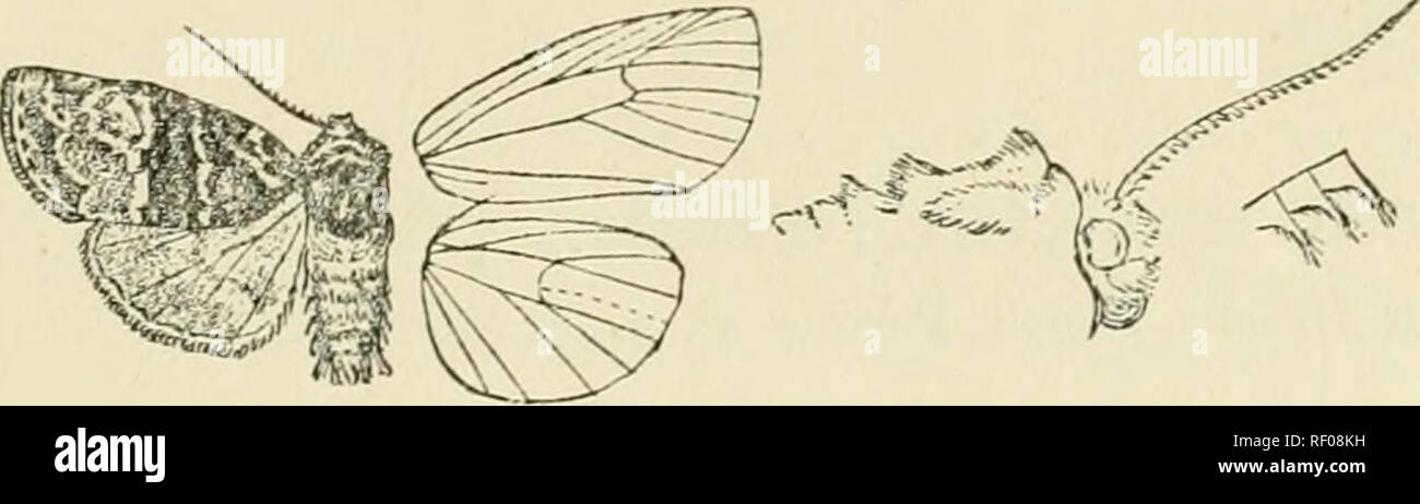 . Catalogue of Lepidoptera Phalaenae in the British Museum. Moths. BKACHVLOMIA. 221 2307. Brachylomia popnli. Cleoreris populi, Streck. Lep. Rhop. &amp; Het., Suppl. Cut. Lep. ^V. Am. p. 168. p. 8 (1898); Dyar, Head and thorax grey-white mixed with fuscous; tegulae with orange-fulvous baud near base and blackish band near tips; fore tarsi banded with black; abdomen brownish grey irrorated with fuscous. Fore wing grey-white, thickly irrorated with black and suffused with orange-fulvous at base of costal area and on medial and postmedial areas; subbasal line indistinct, defined by whitish. Fig.  Stock Photo