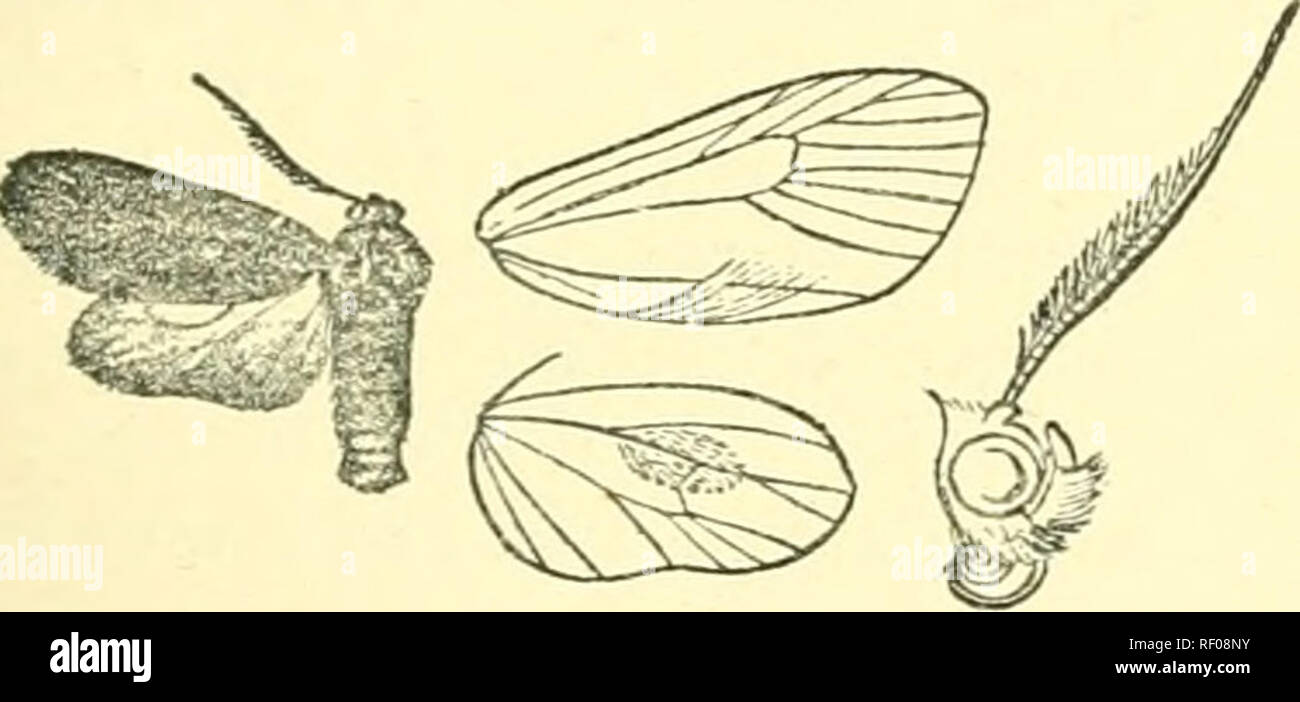 . Catalogue of Lepidoptera Phalaenae in the British Museum. Moths. Dip.^ifA. 343 Genus DIPiENA. Typ?. Dipcsna, Wlk. i. 257 (1854) acharon. Zygcenopsis, Feld. Reis. Nov. p. 10(1874), nou descr contenta. Proboscis fully developed; palpi upturned and reaching vertex of head, the 2nd joint fringed with hair in front; antennae with bristles and cilia, the shaft fringe:! with scales above from one-fourth to three-fourths ; tibiae with the spurs short. Fore wing long and narrow, the costa arched towards apex which is rounded; vein 2 from towards angle of coll; 3 from before angle; 5 from above angle  Stock Photo