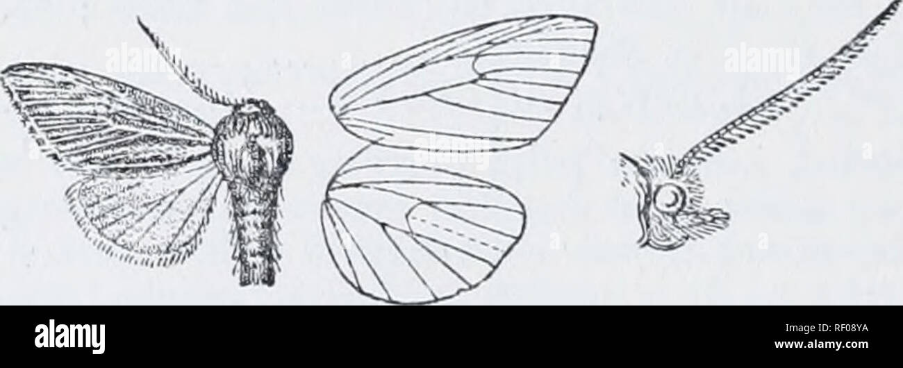 . Catalogue of Lepidoptera Phalaenae in the British Museum. Moths. 174 XOCTriD-E. b. Fore wing without brown st.reak on median nervure nnd vein 4 ner&gt;&lt;of.a. B. Fore wing pure white, tlieveins not defined by streaks sjjkndida. *3771. Simyra buettneri. Arsiloiiche buettneri, Hering, Stett. ent. Zeit. 1858, p. 442, pi. 3 ; Stand. Cat. Lep. pal. p. 134. Nonagria bloomeri, Hein. Scbniett. Peutseh. i. p. 408 (1859). Head, thorax, and abdomen oclireons white slightly irrorated with brown. Fore wing oehreous white irrorated witli fnscous ; the veins with dark streaks ; diffused reddish fasciae a Stock Photo